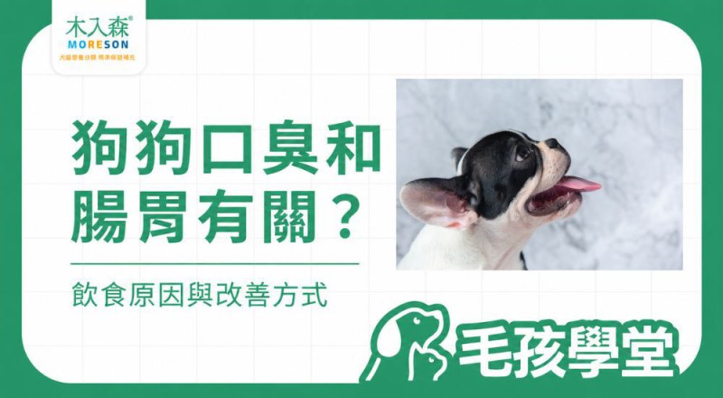 狗狗口臭和腸胃有關嗎？魚腥味、飲食原因與改善方式