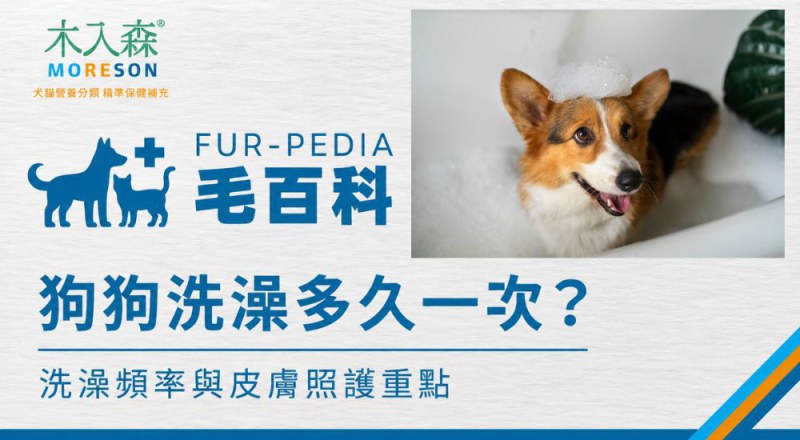 狗狗洗澡多久一次？洗澡頻率、注意事項與皮膚照護重點