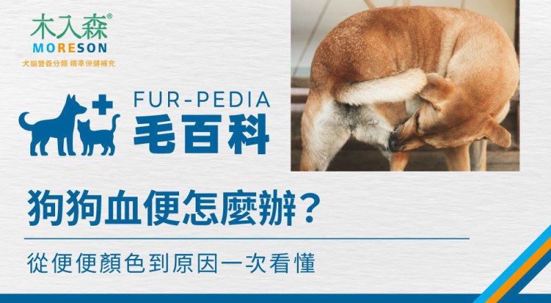 狗狗血便怎麼辦？從黏液、果凍狀到拉肚子有血的常見原因與觀察重點