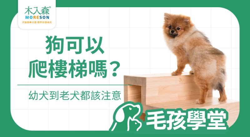 狗狗爬樓梯會傷關節嗎？幼犬、老犬與日常注意事項