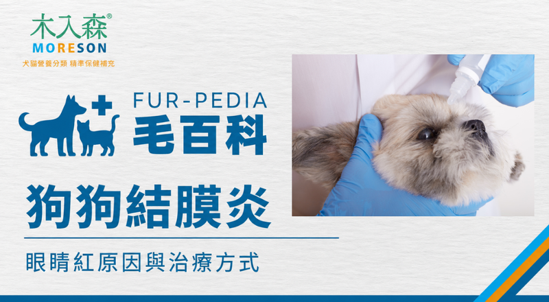 狗狗結膜炎症狀有哪些？眼睛紅、眼屎多、原因與治療方式