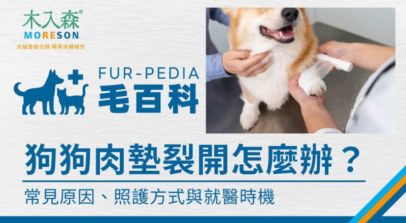 狗狗肉墊裂開怎麼辦？常見原因、照護方式與就醫時機