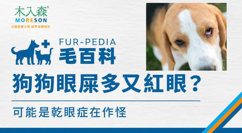 狗狗眼屎變多又紅眼？可能是乾眼症在作怪