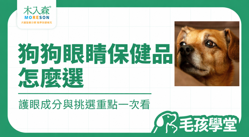 狗狗眼睛保健食品怎麼選？葉黃素、護眼成分與挑選重點一次看