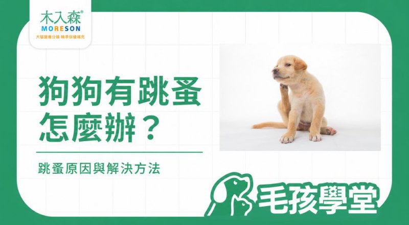 狗狗身上有跳蚤怎麼辦？會跳到人身上嗎、洗澡有沒有用一次看
