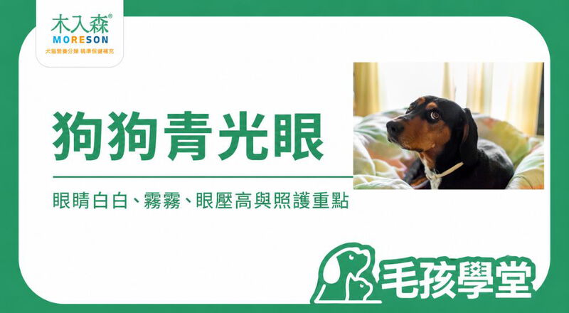 狗狗青光眼是什麼？眼睛白白、霧霧別只當成老化