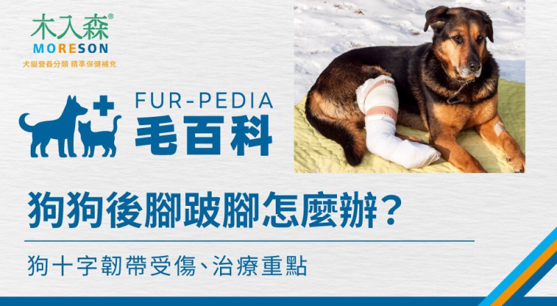狗狗後腳突然跛腳怎麼辦？前十字韌帶受傷症狀、治療與照護重點