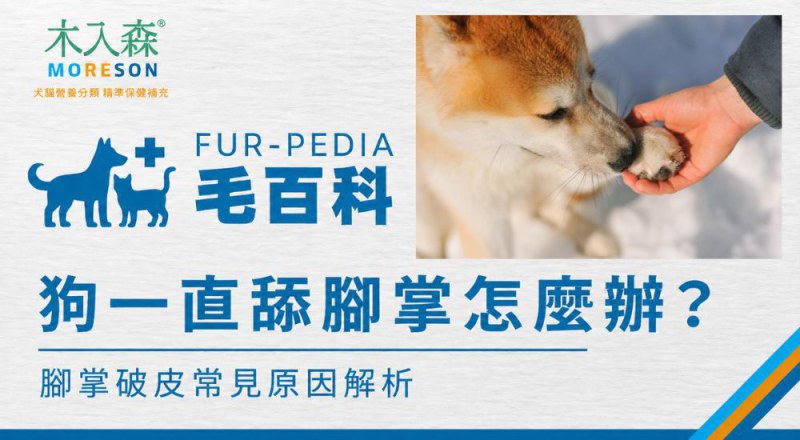 狗狗一直舔腳掌正常嗎？舔到破皮就要注意了