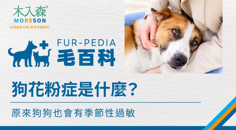 狗花粉症是什麼？原來狗狗也會有季節性過敏