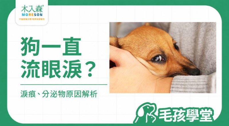 狗流眼淚怎麼辦？狗狗眼淚多、淚痕、分泌物與常見原因解析