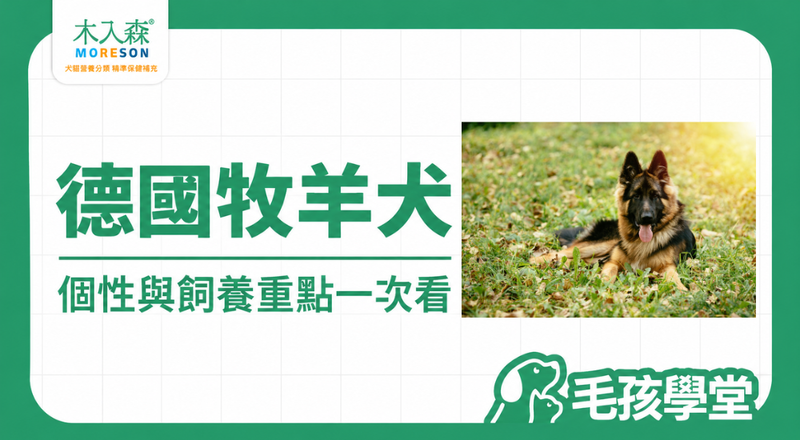德國牧羊犬好養嗎？個性、智商、缺點與飼養重點一次看