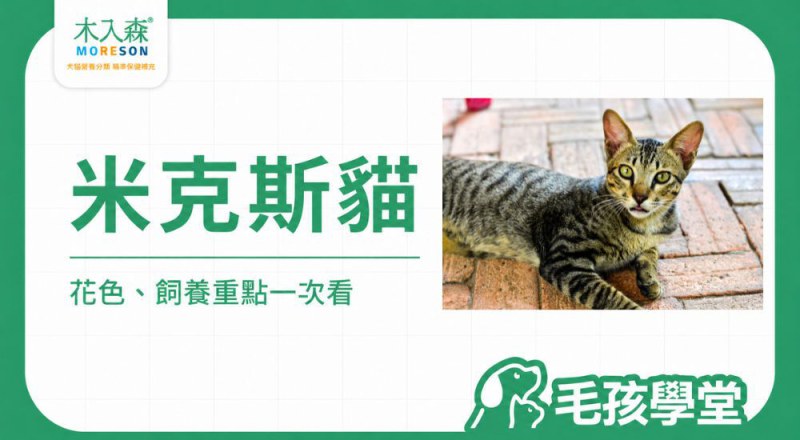 米克斯貓是什麼？個性、壽命、常見花色與飼養重點