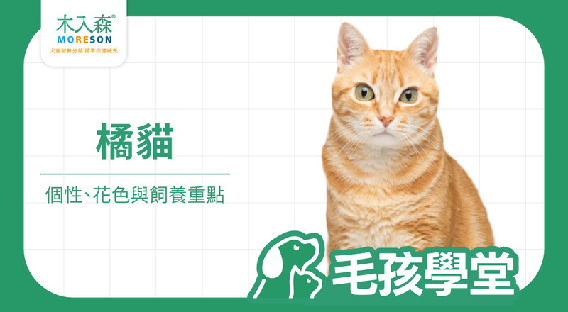 橘貓是什麼貓？橘貓個性、花色、性別比例與飼養重點