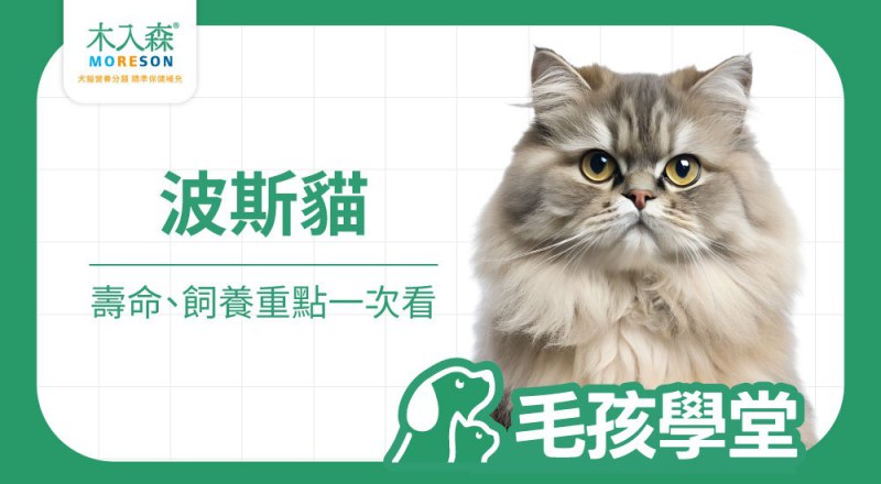波斯貓壽命多長？個性、背景、照顧重點一次看