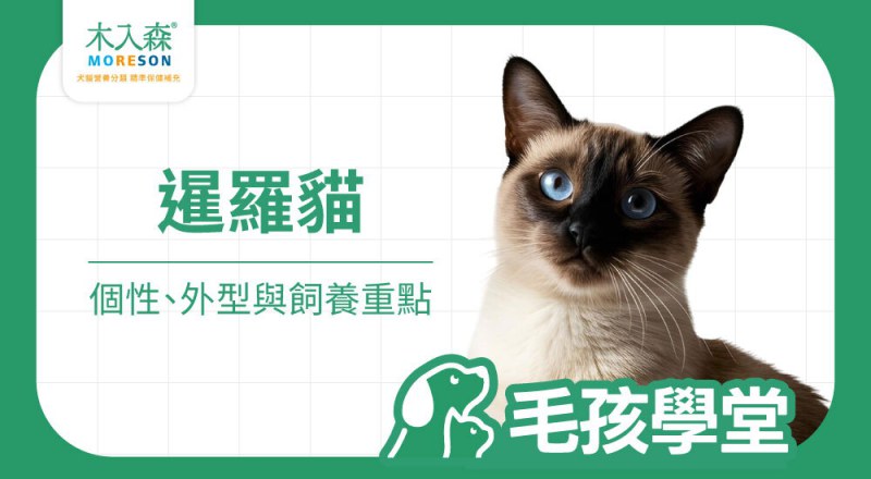 暹羅貓好養嗎？個性、壽命、變色原因與飼養重點一次看