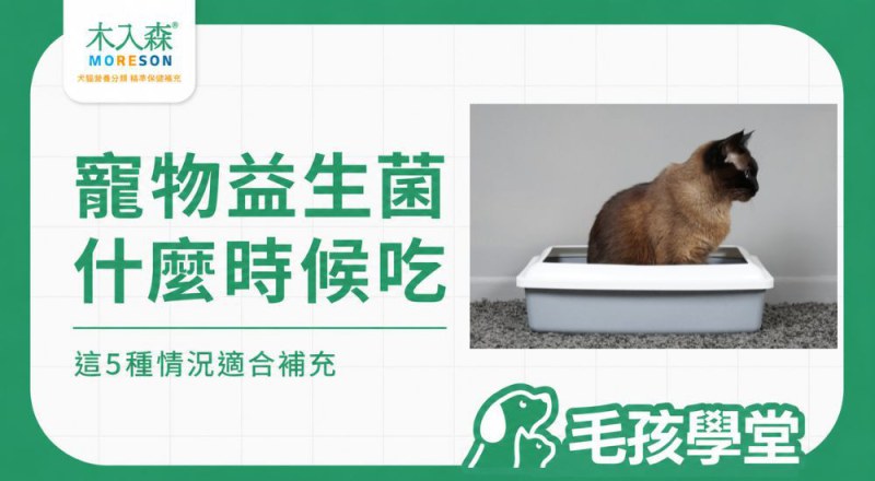 寵物腸胃益生菌什麼時候該吃？哪些情況適合補充？