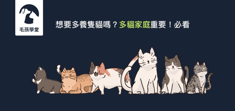 想要多養隻貓嗎？多貓家庭重要！必看