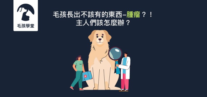 毛孩長出不該有的東西－腫瘤？！飼主們該怎麼辦？