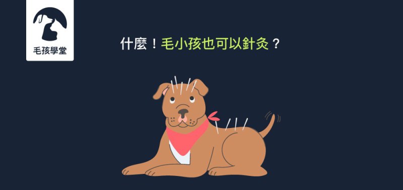 寵物也可以跟人一樣針灸嗎？寵物針灸的種類與適用的寵物疾病