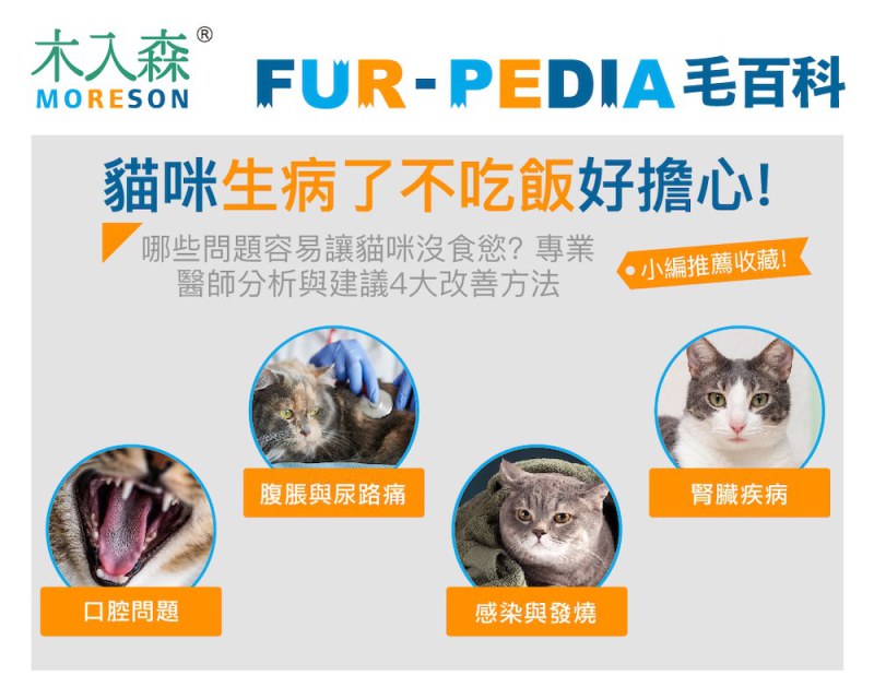 貓咪生病了不吃飯好擔心！