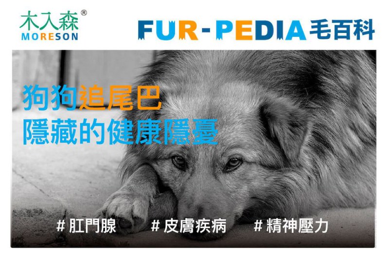 狗狗追尾巴隱藏的健康隱憂