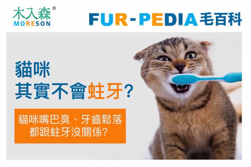 貓咪其實不太會蛀牙？真正要注意的是牙菌斑與牙結石
