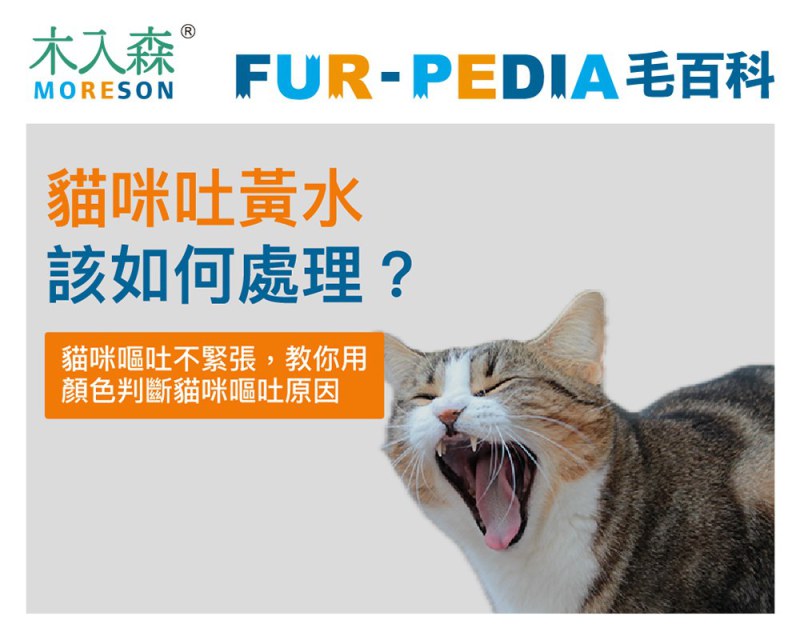 貓咪吐黃水該如何處理