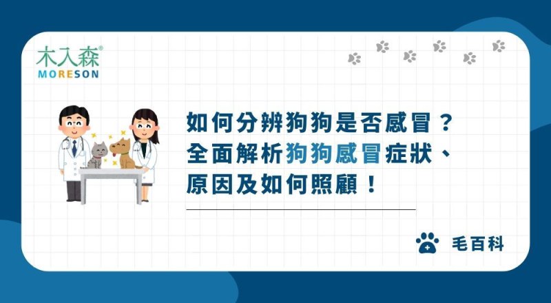 如何分辨狗狗是否感冒？從徵兆到治療，全面解析狗狗感冒症狀、原因及如何照顧！