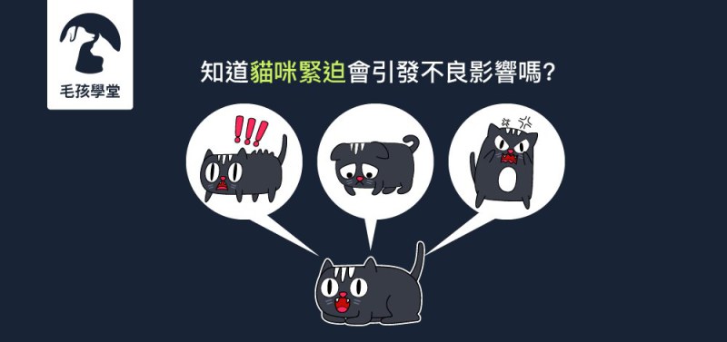知道貓咪緊迫會引發不良影響嗎?