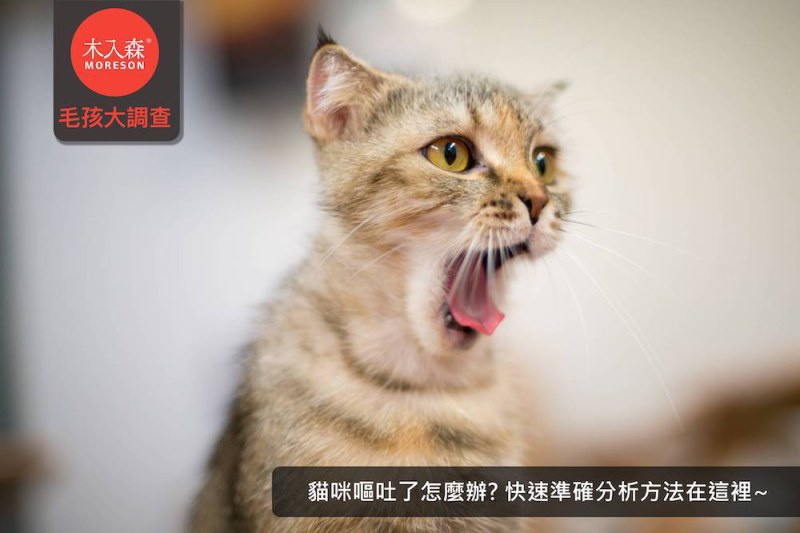 貓咪嘔吐了怎麼辦?快速準確分析方法在這裡~