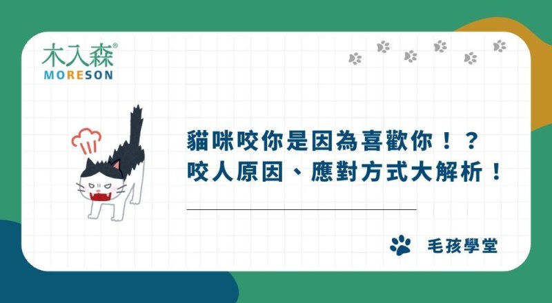 貓咬人是喜歡你？貓咬人原因、應對方式解析，解決幼貓咬人問題！