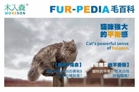 優雅落地不受傷－貓咪強大的平衡感