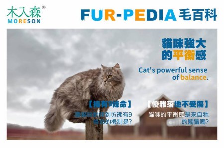 貓咪強大的平衡感