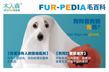 狗狗看的到鬼嗎?