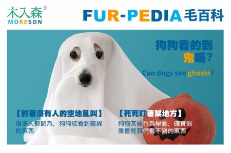 狗狗看的到鬼嗎?