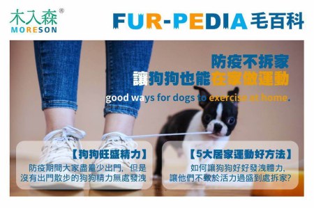 防疫不拆家讓狗狗也能在家做運動