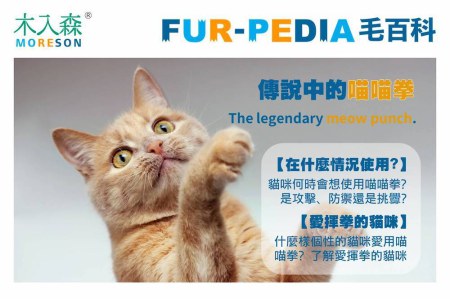 傳說中的喵喵拳