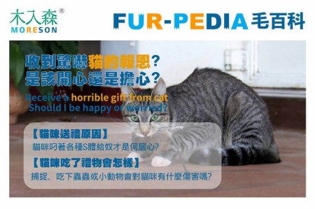 貓咪帶著死掉的動物回家－收到驚嚇貓的報恩，是該開心還是擔心