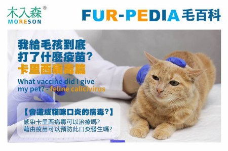 我給毛孩到底打了什麼疫苗?-貓卡里西病毒篇