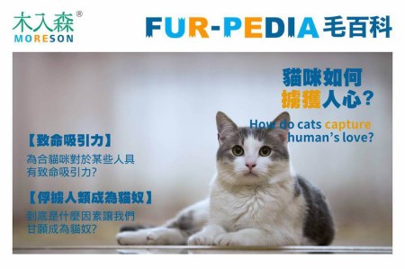 到底是什麼因素讓我們甘願成為貓奴？－貓咪如何擄獲人心