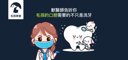 犬貓需要的不只是洗牙-寵物口腔檢查三步驟