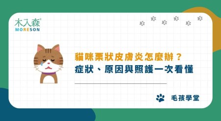 貓咪栗狀皮膚炎怎麼辦？症狀、原因與照護一次看懂