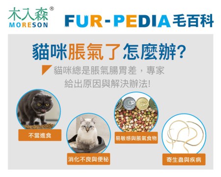 貓咪脹氣了怎麼辦?？