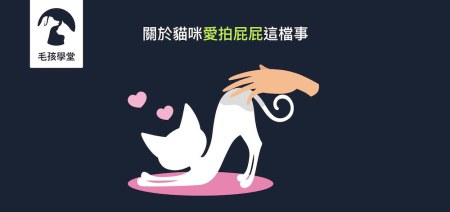 為什麼會被貓咪反咬？寵物訓練師告訴你關於貓咪愛拍屁屁這檔事