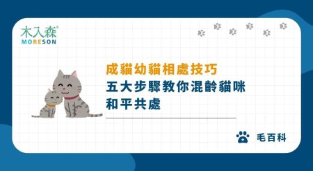 成貓幼貓相處技巧｜五大步驟教你混齡貓咪和平共處