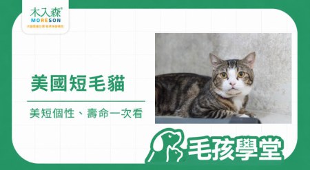 美短好養嗎？美國短毛貓個性、壽命、缺點與飼養重點一次看