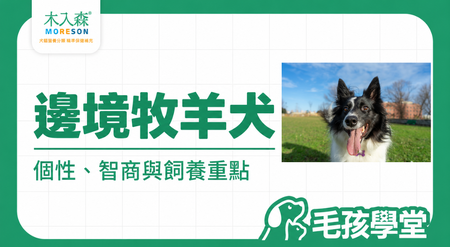 邊境牧羊犬好養嗎？邊牧智商、個性、缺點與飼養重點