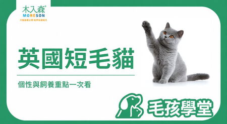 英短是什麼貓？英國短毛貓個性、特徵、壽命、缺點與飼養重點