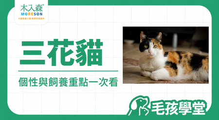 三花貓是什麼貓？個性、毛色、性別與飼養重點一次看