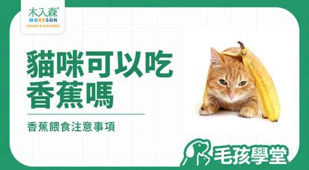 貓咪可以吃香蕉嗎？吃多少、香蕉皮與餵食注意事項